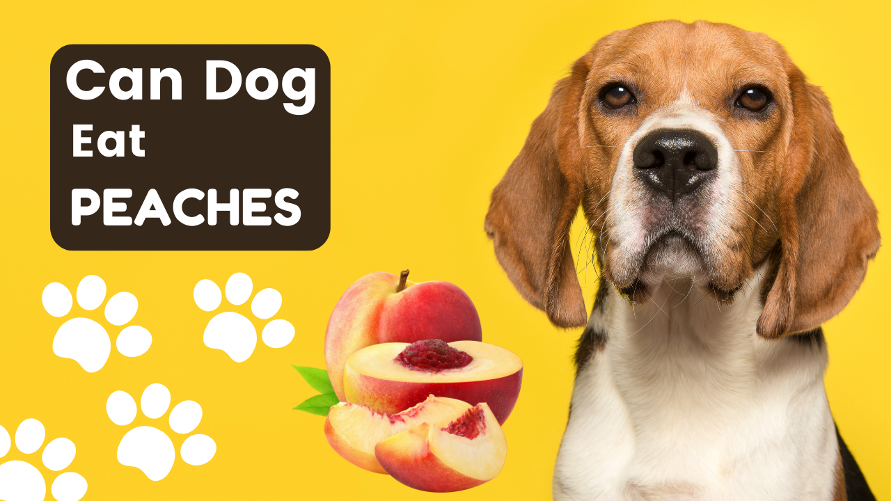 can dogs eat peaches