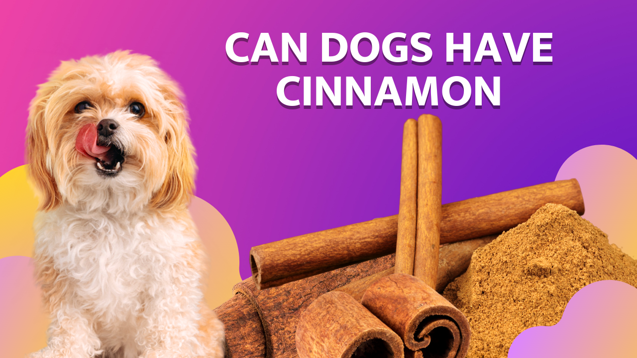 can dogs have cinnamon