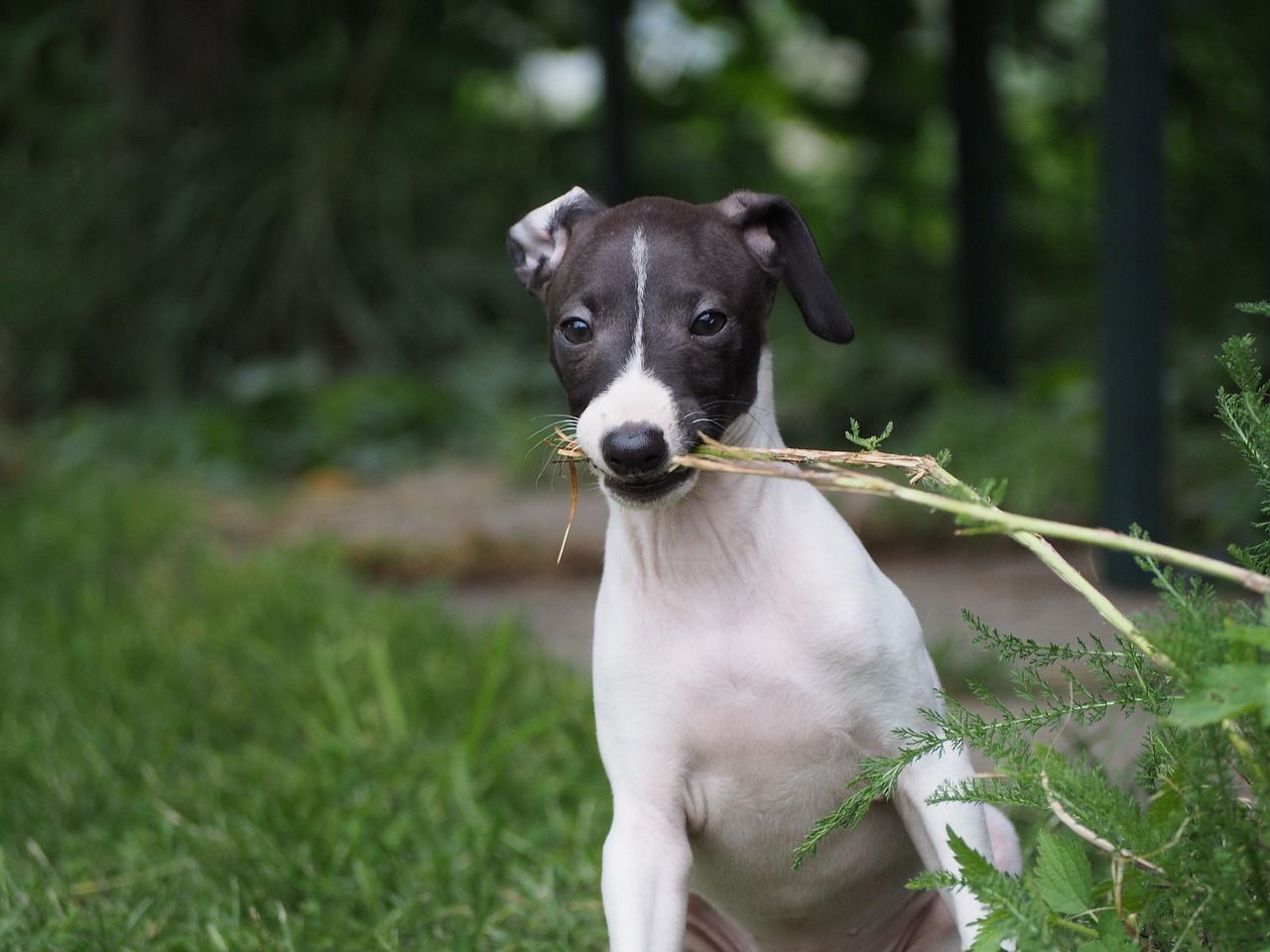 pug italian greyhound mix