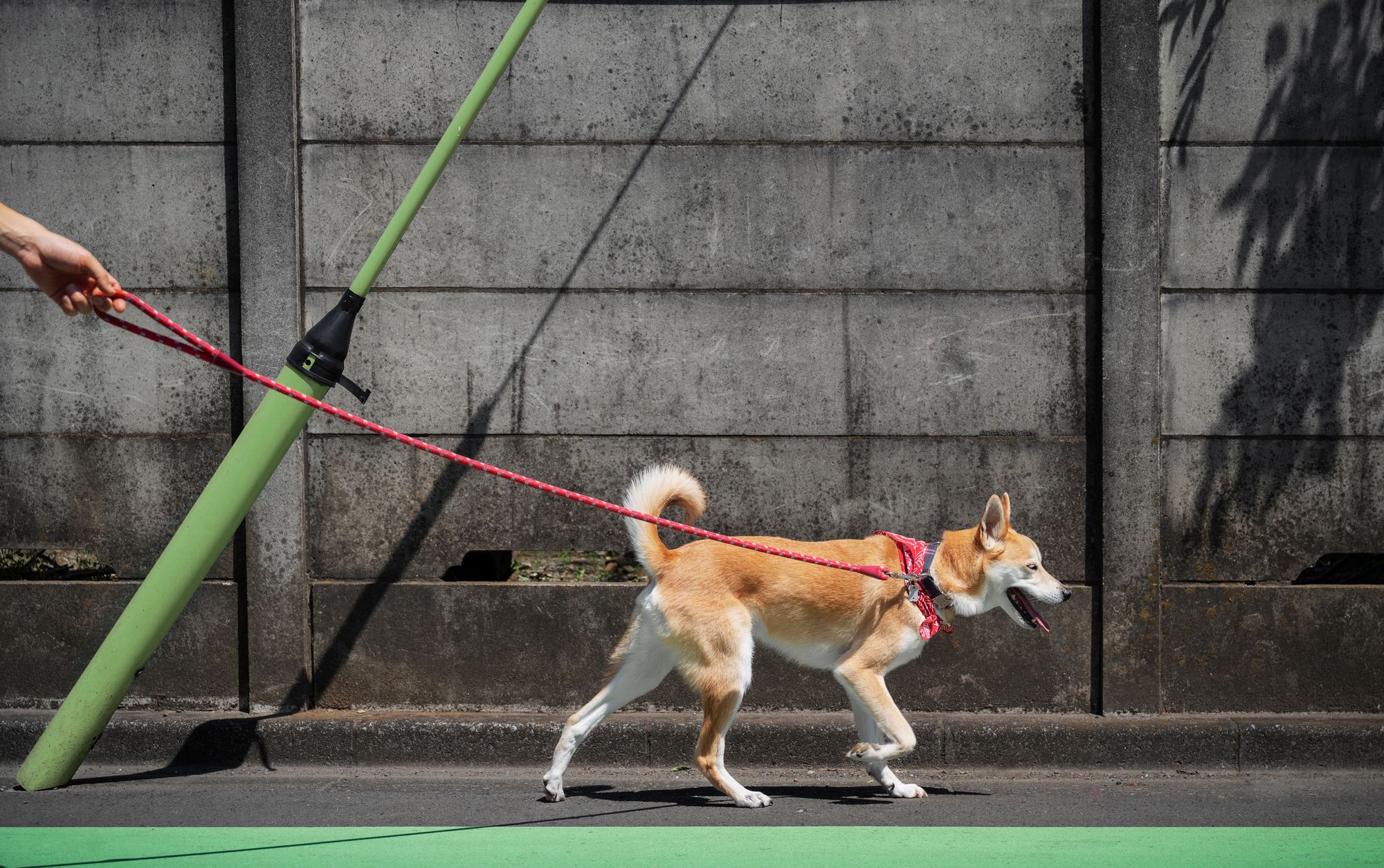 dog ramp for car