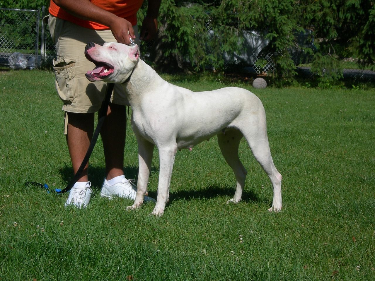Dogo Argentino Price