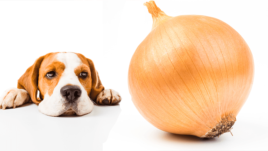 Can Dogs Eat Onions