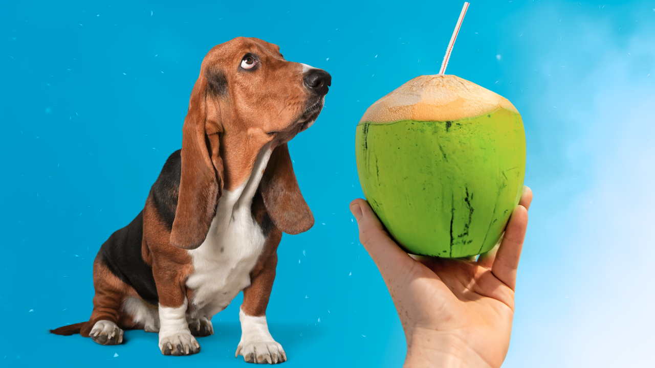 can dogs have coconut water