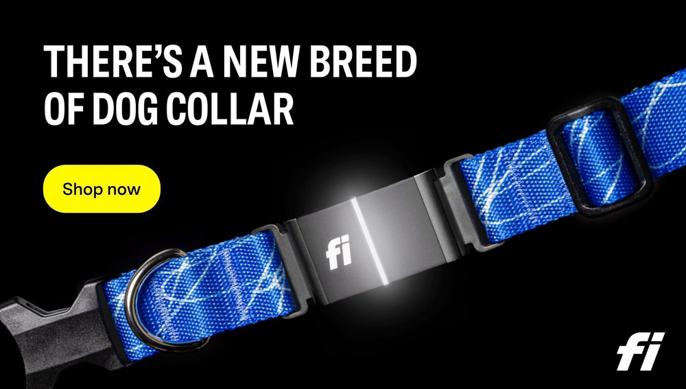 Blue French Bulldog GPS collar