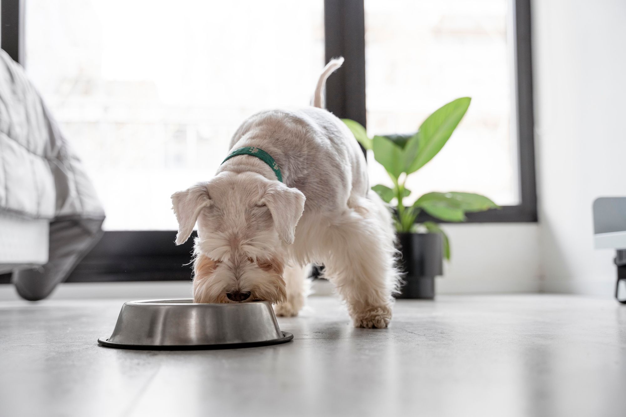 is rice good for dogs