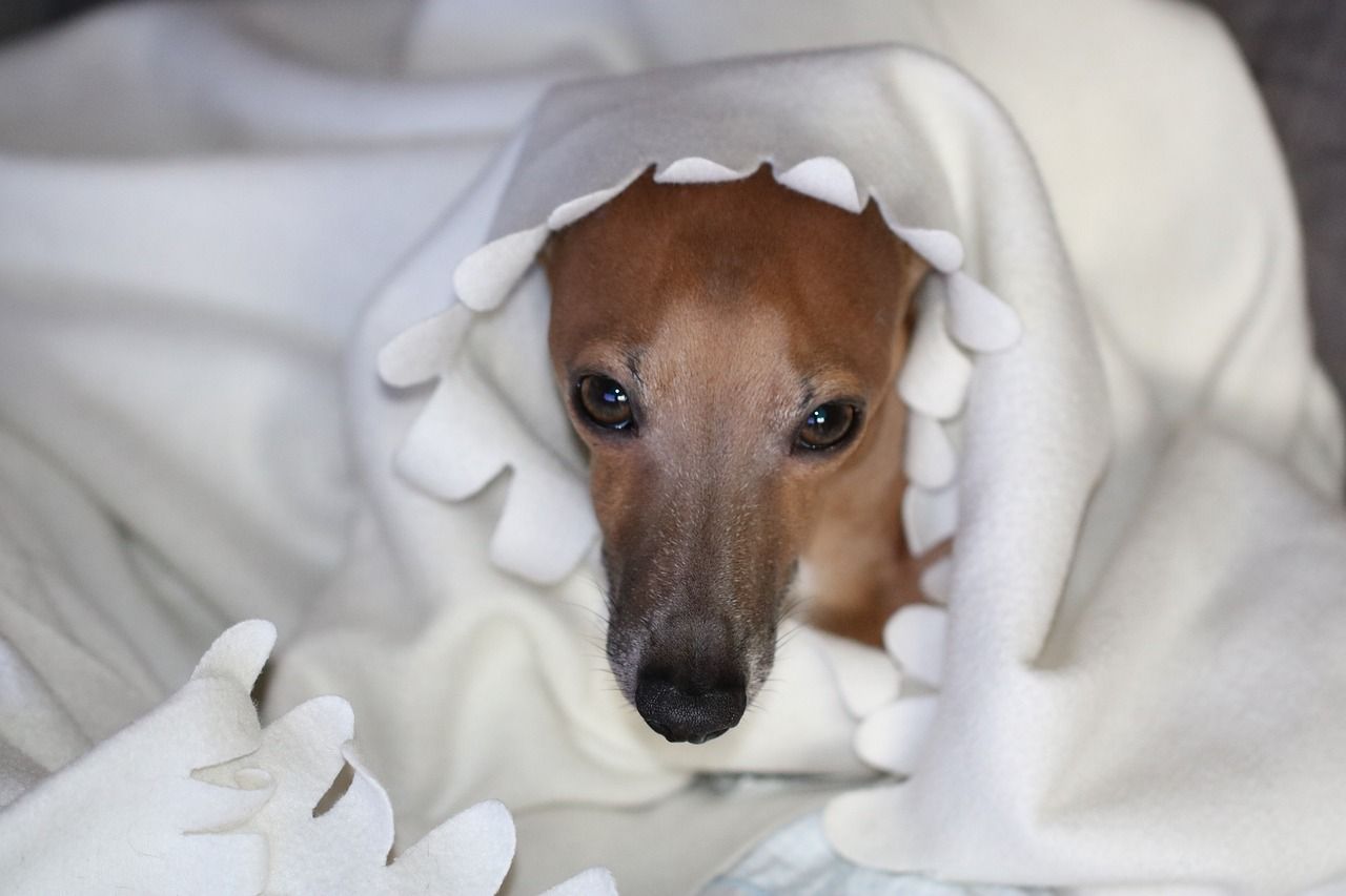 pug italian greyhound mix