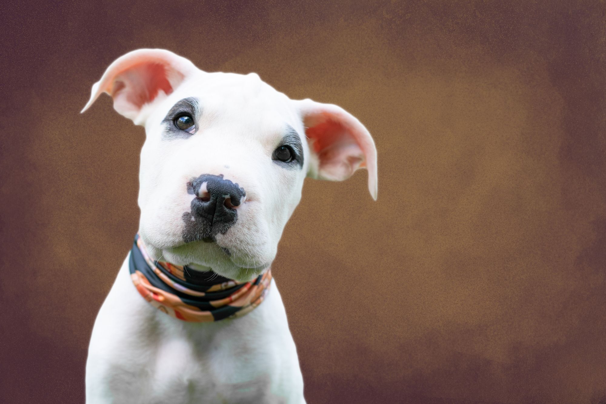 bull terrier dog price