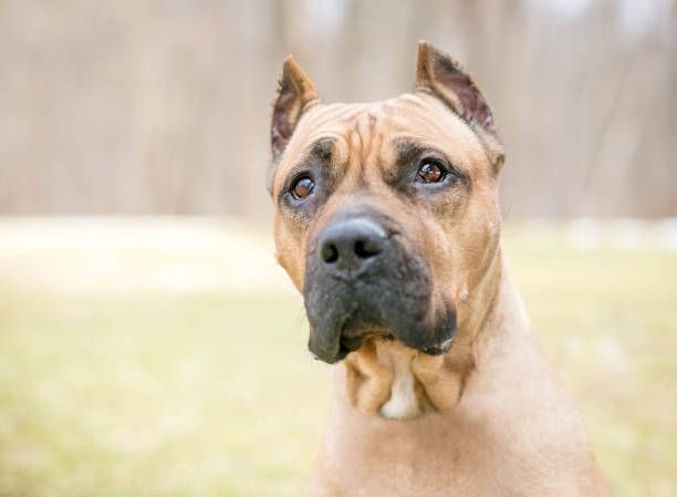 presa canario
