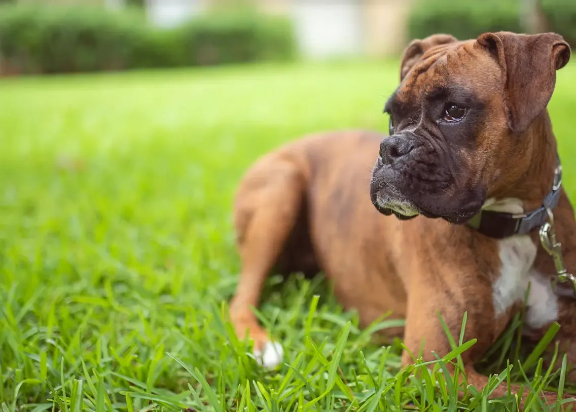 5 TIPS FOR SUMMER BBQ FUN WITH YOUR DOG