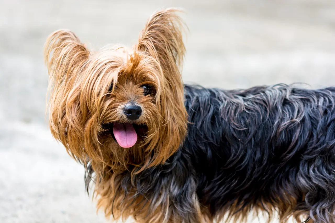 Small Terrier Breeds