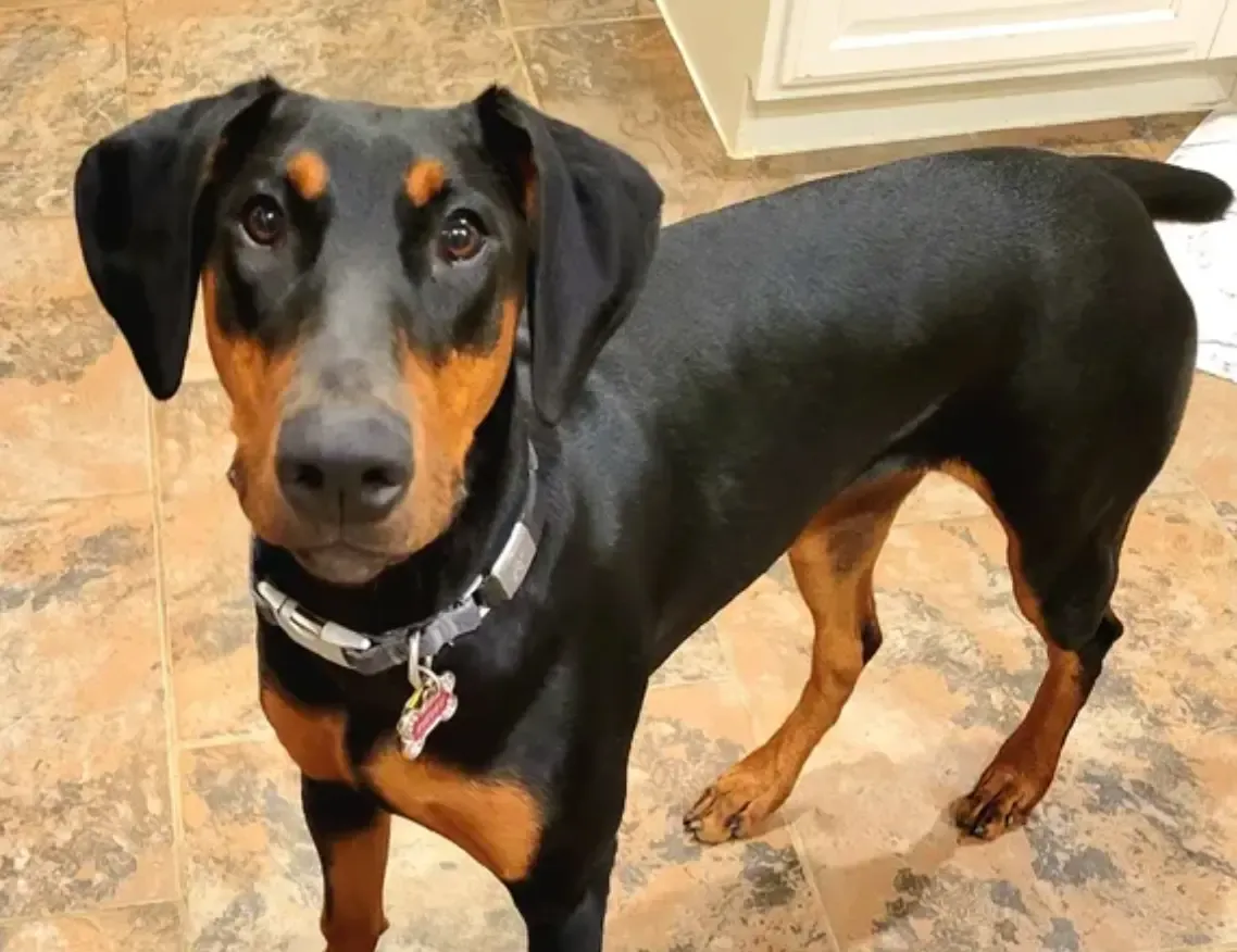 History and Origins of the German Pinscher