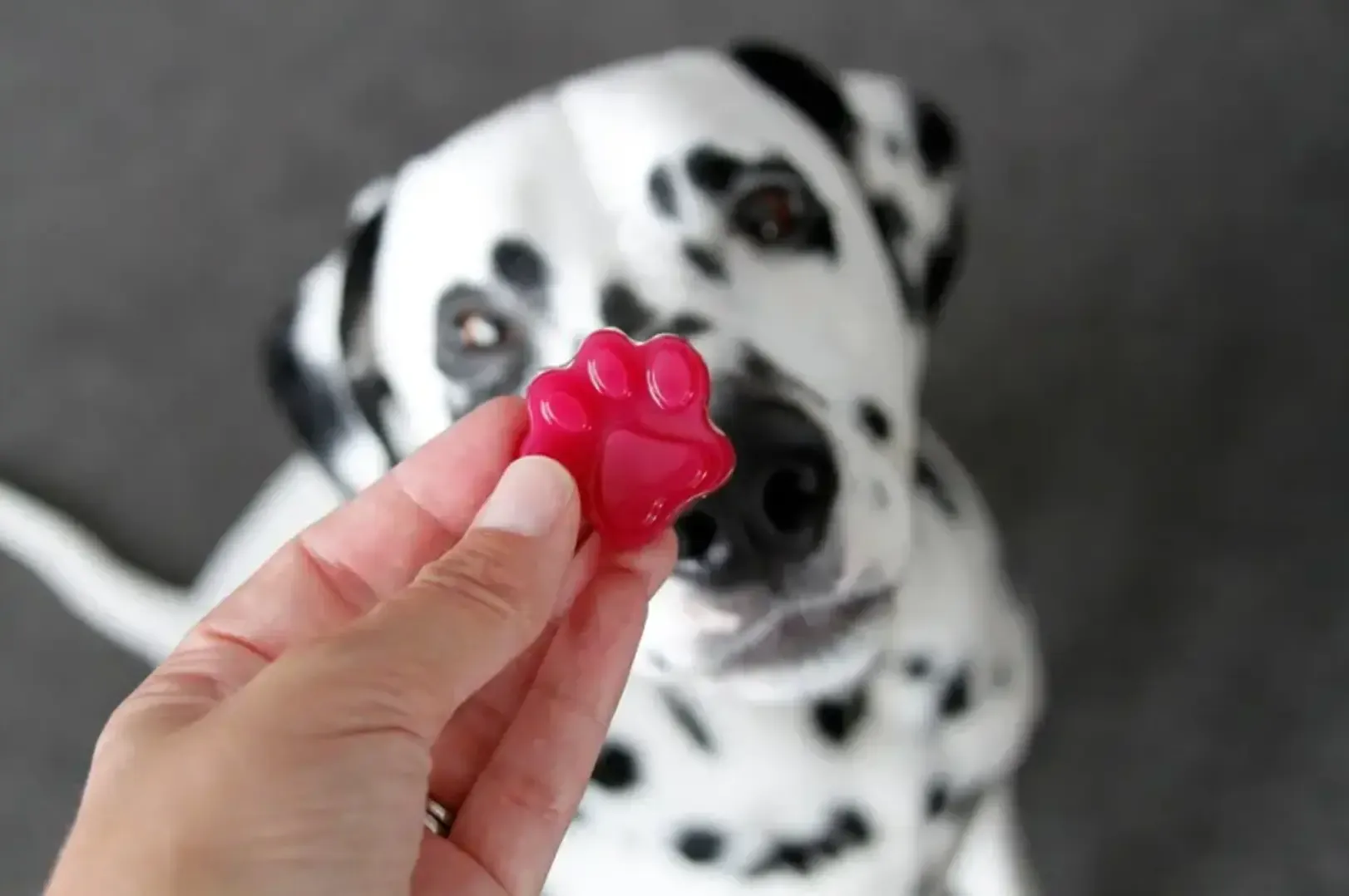 DOG-FRIENDLY VALENTINE'S DAY RECIPES