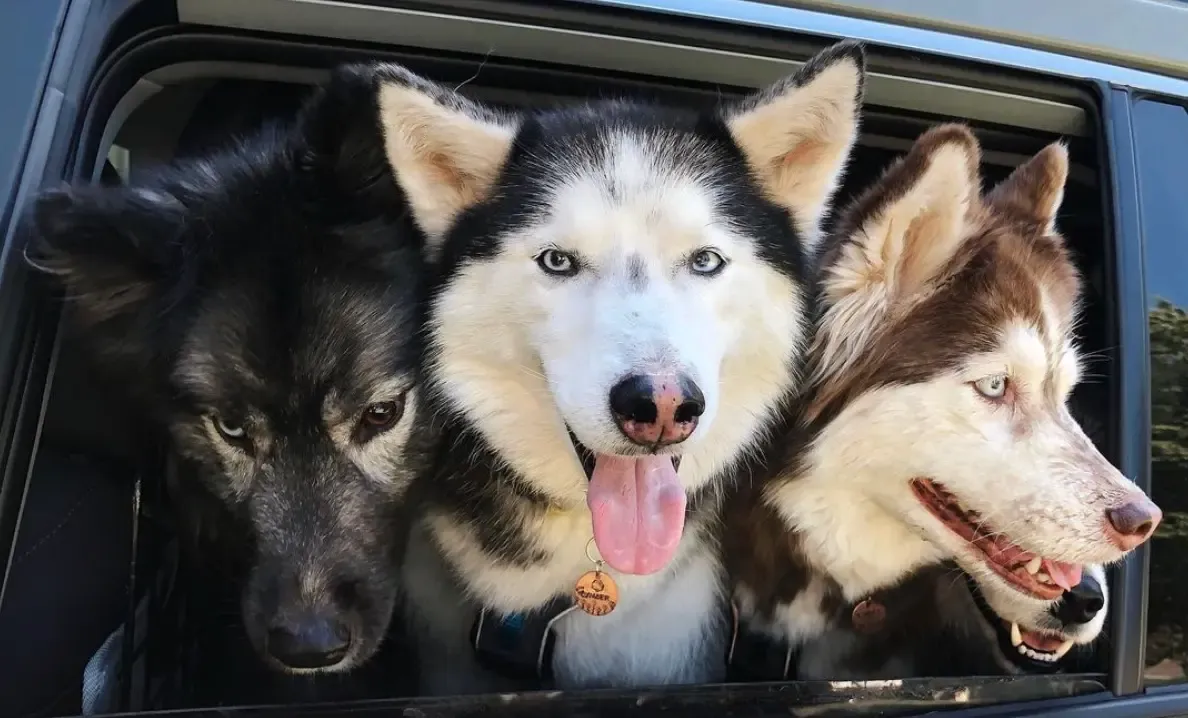 Check Out Our Favorite Husky Dog Collars! (Updated 2024)