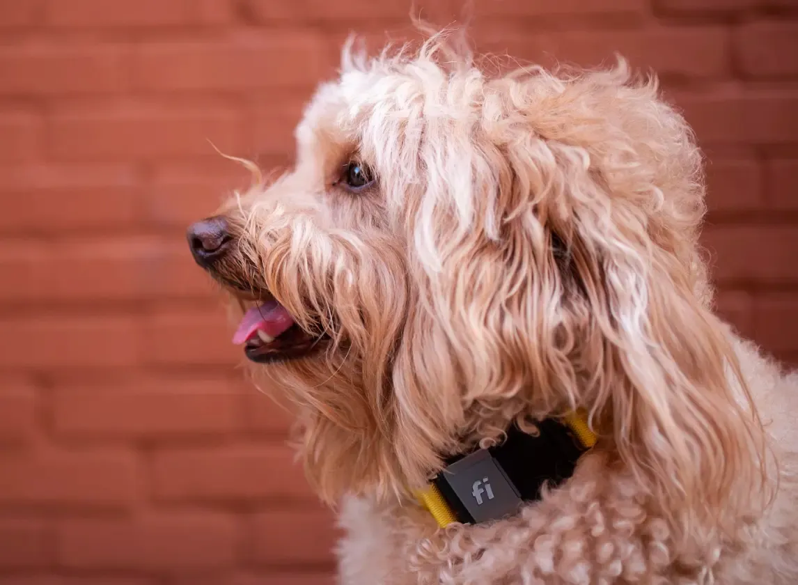 DO RESCUE DOGS REMEMBER THEIR PAST?