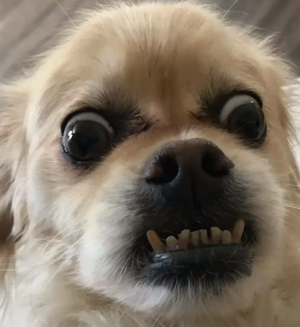 WHY DO DOGS HAVE UNDERBITES? 