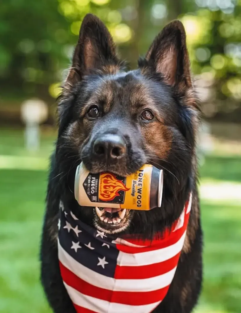 DOGFLUENCERS: MEET HARU AND BENNY