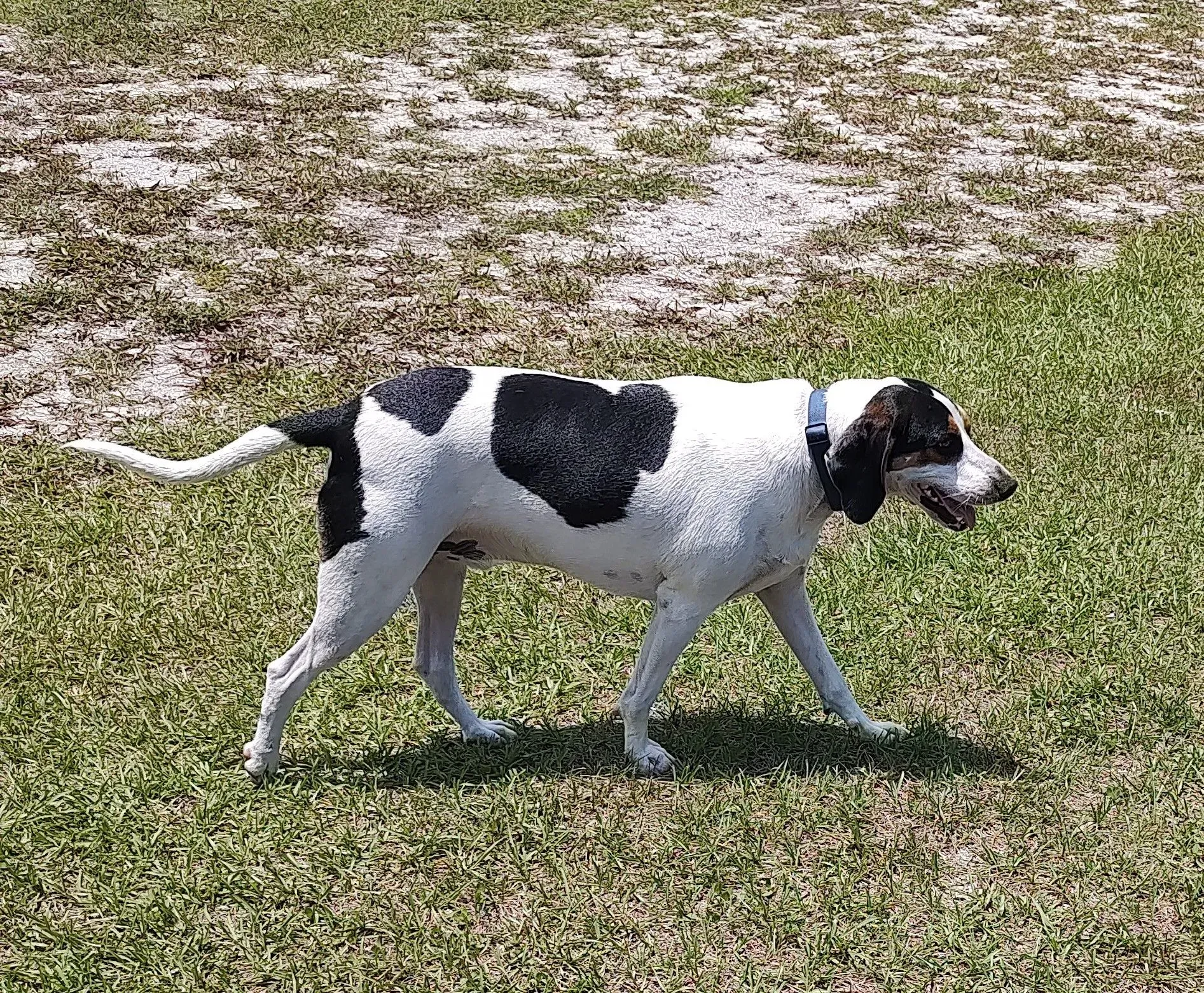 Fi Collar's GPS Tracking 