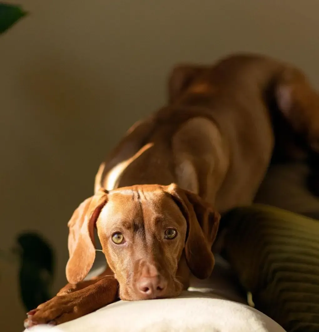 favorite thing about being a dog influencer