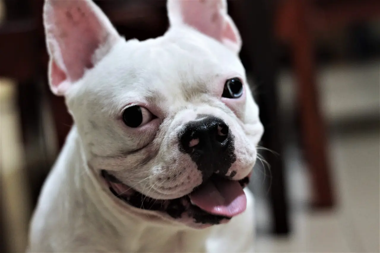 White French Bulldog