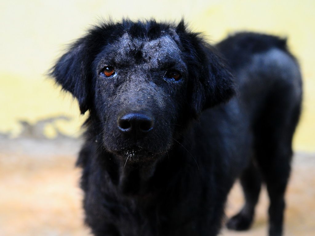 Mange in Dogs: