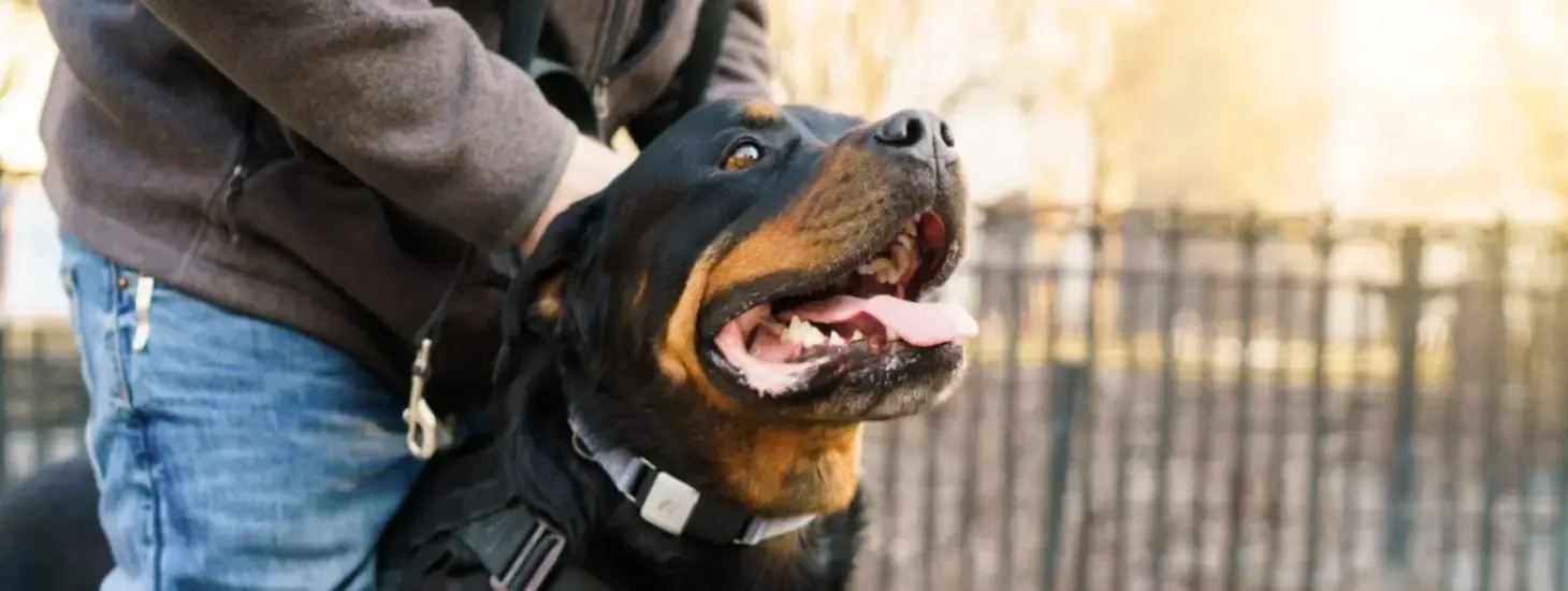 THE BEST ROTTWEILER DOG COLLAR
