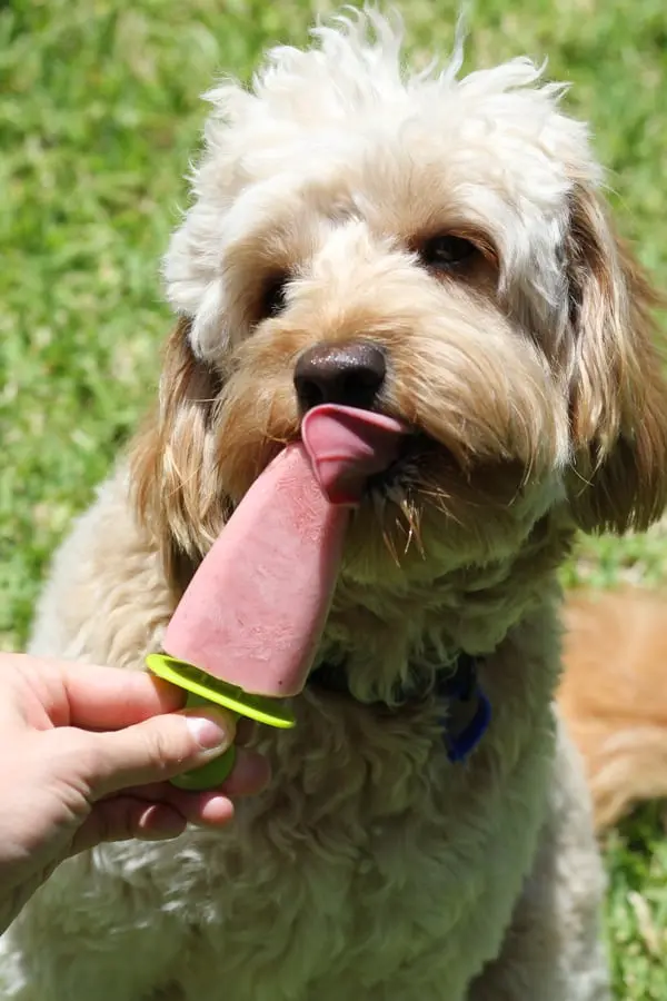 FUN SUMMER DOG TREAT RECIPES!