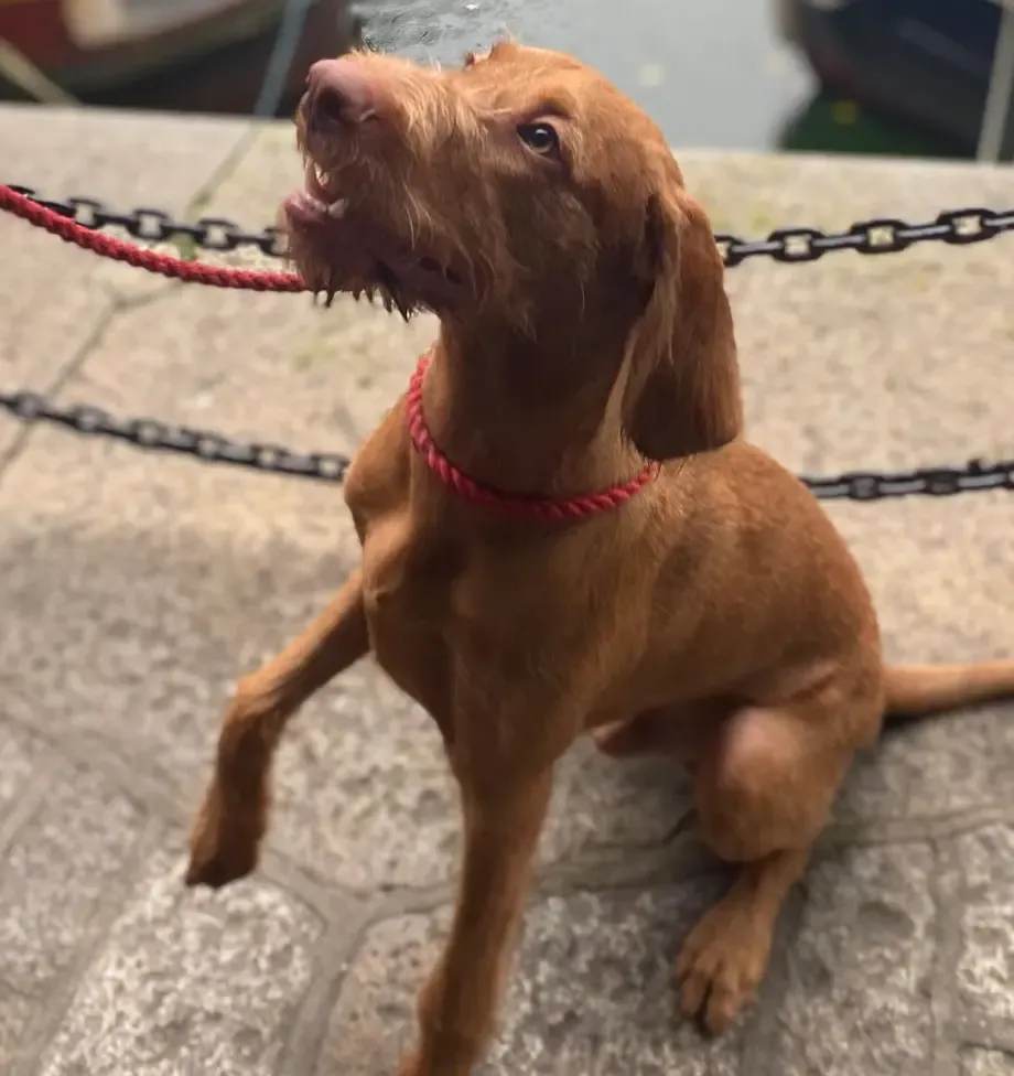 Wirehaired Vizsla Grooming