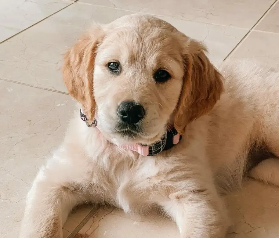 DOGFLUENCERS: MEET ATHENA THE SERVICE PUP