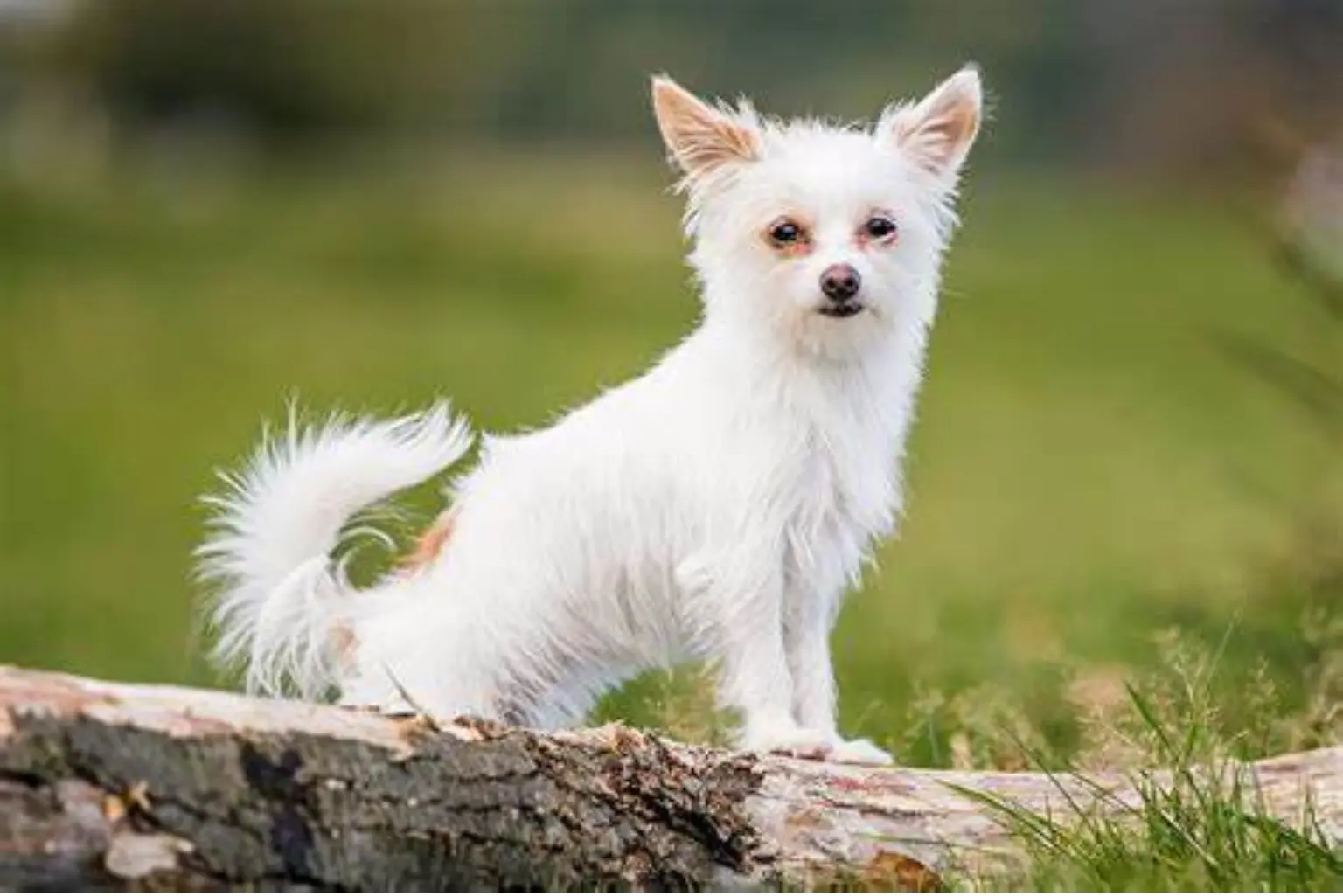 Chorkie Breed Characteristics