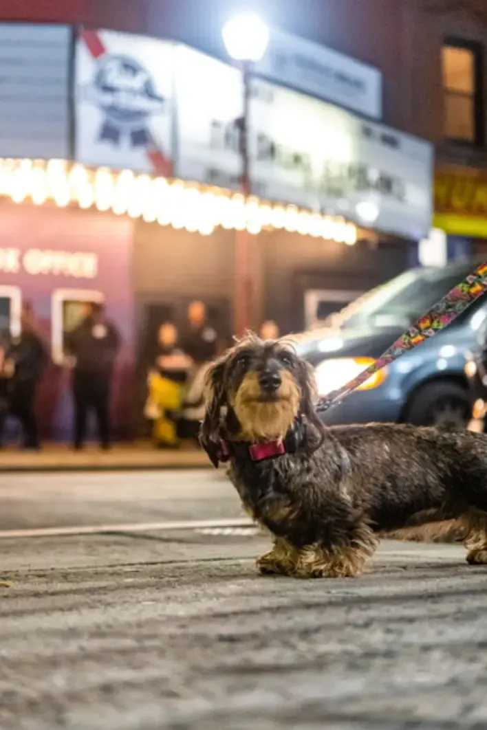 Elliot the Dachshund!!