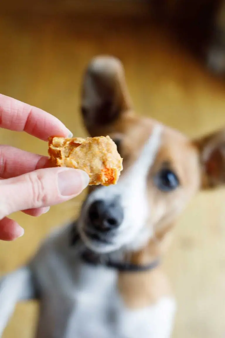 4 TURKEY DOG TREAT RECIPES