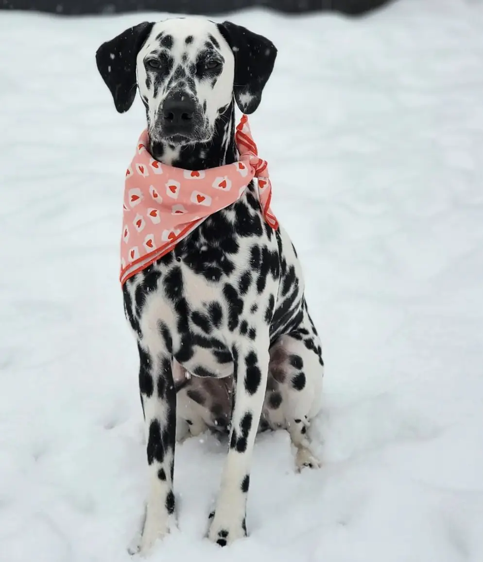 MEET MANCHAS THE DALMATIAN