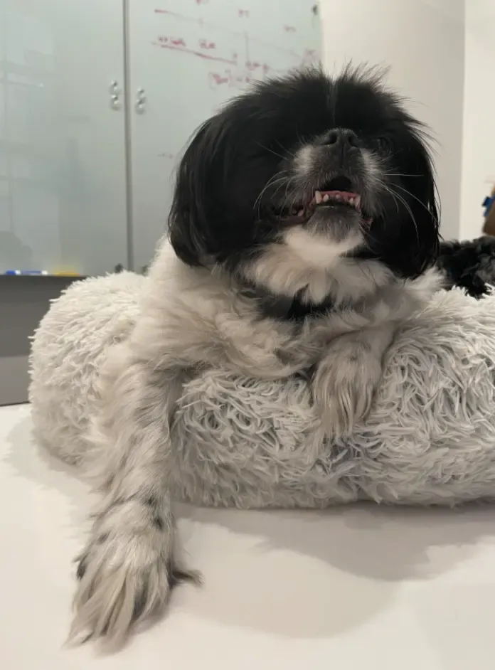 What Are Grinch Feet in Dogs?