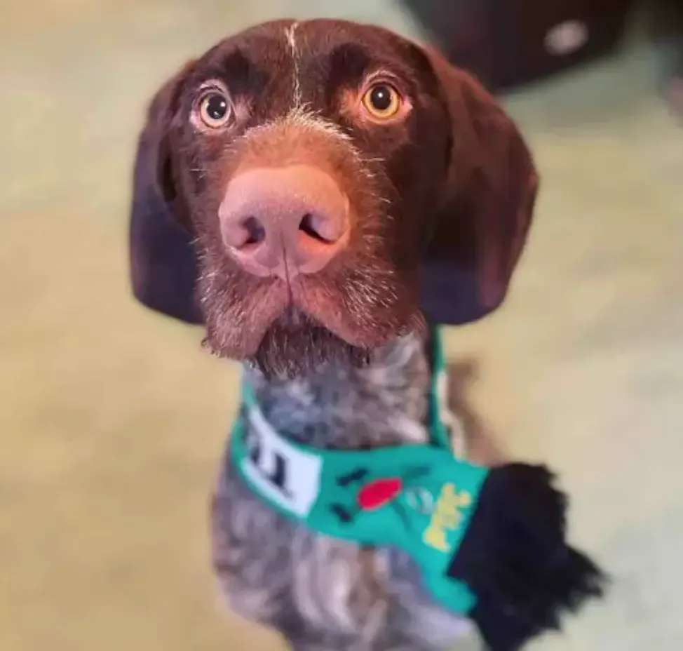 German Wirehaired Pointer: Unleashing the Versatile GWP