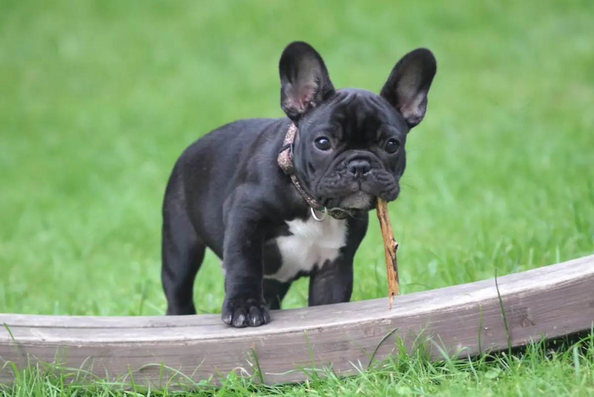 Grooming and Care of Blue French Bulldogs