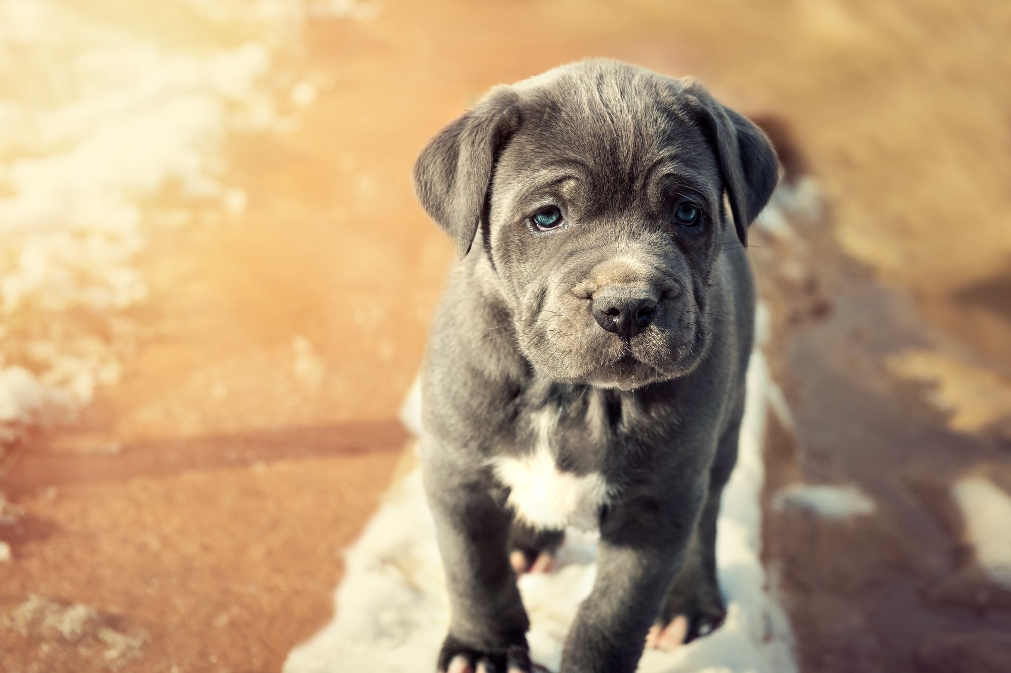 Mastiff Puppy