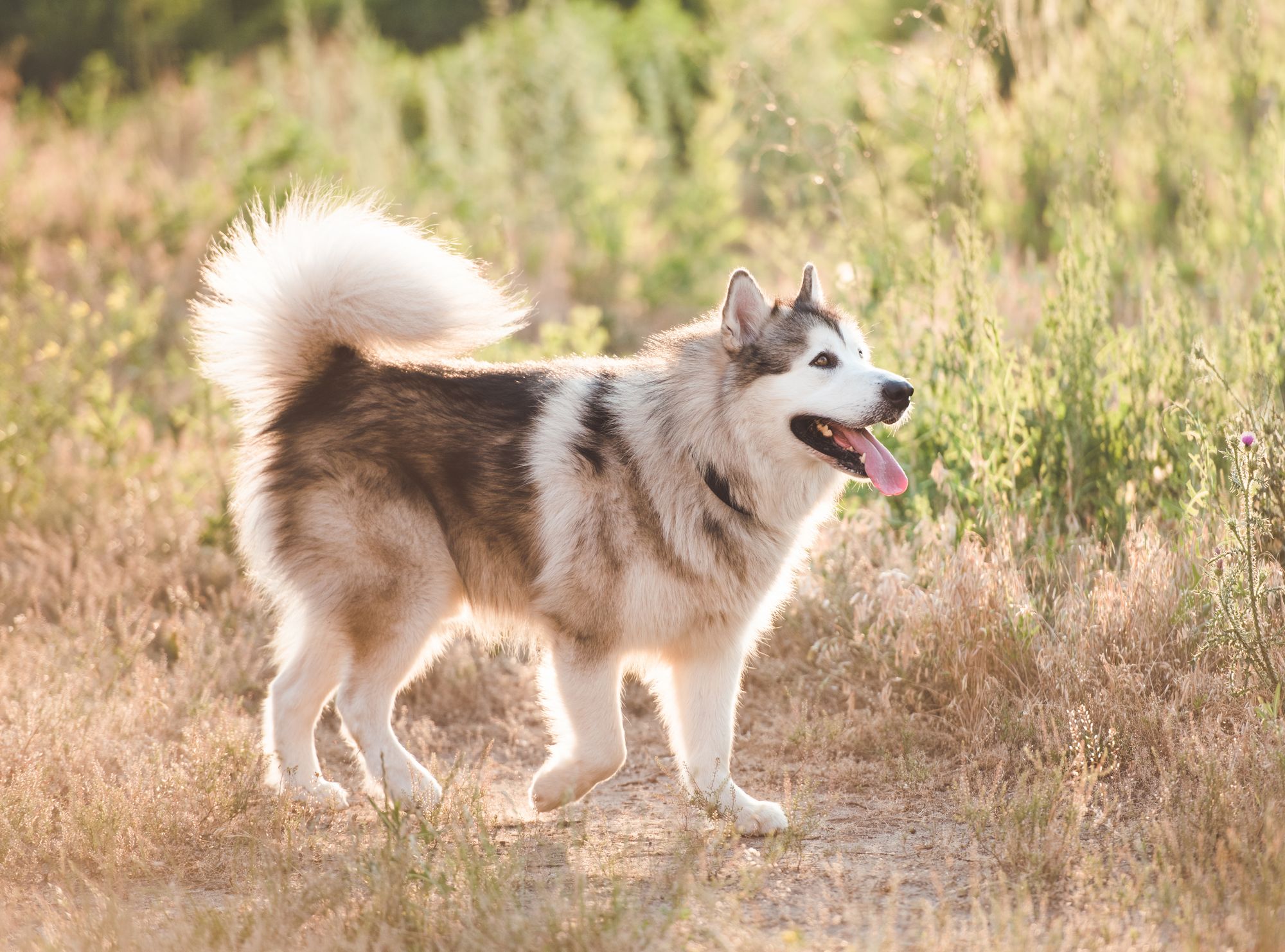 Alaskan Klee Kai Prices