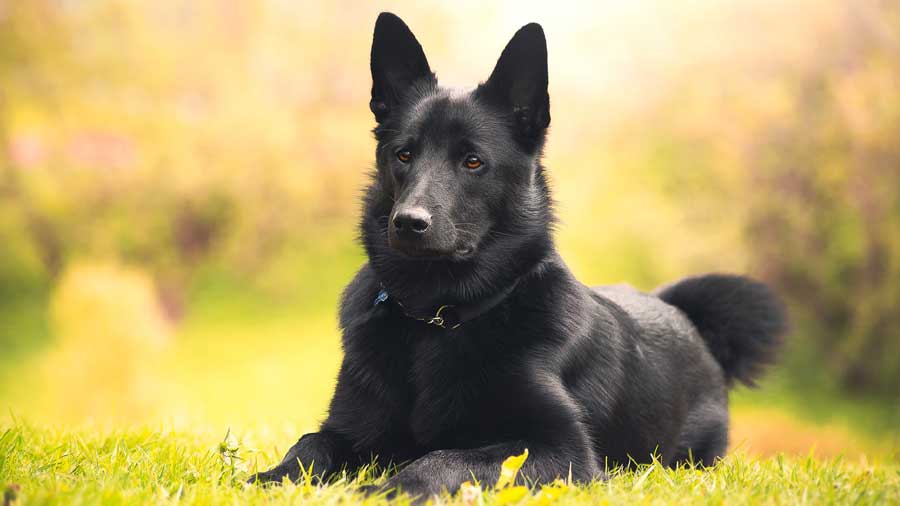 Black Norwegian Elkhound