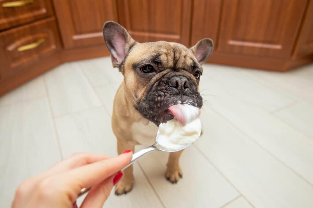 Can Dogs Have Whipped Cream