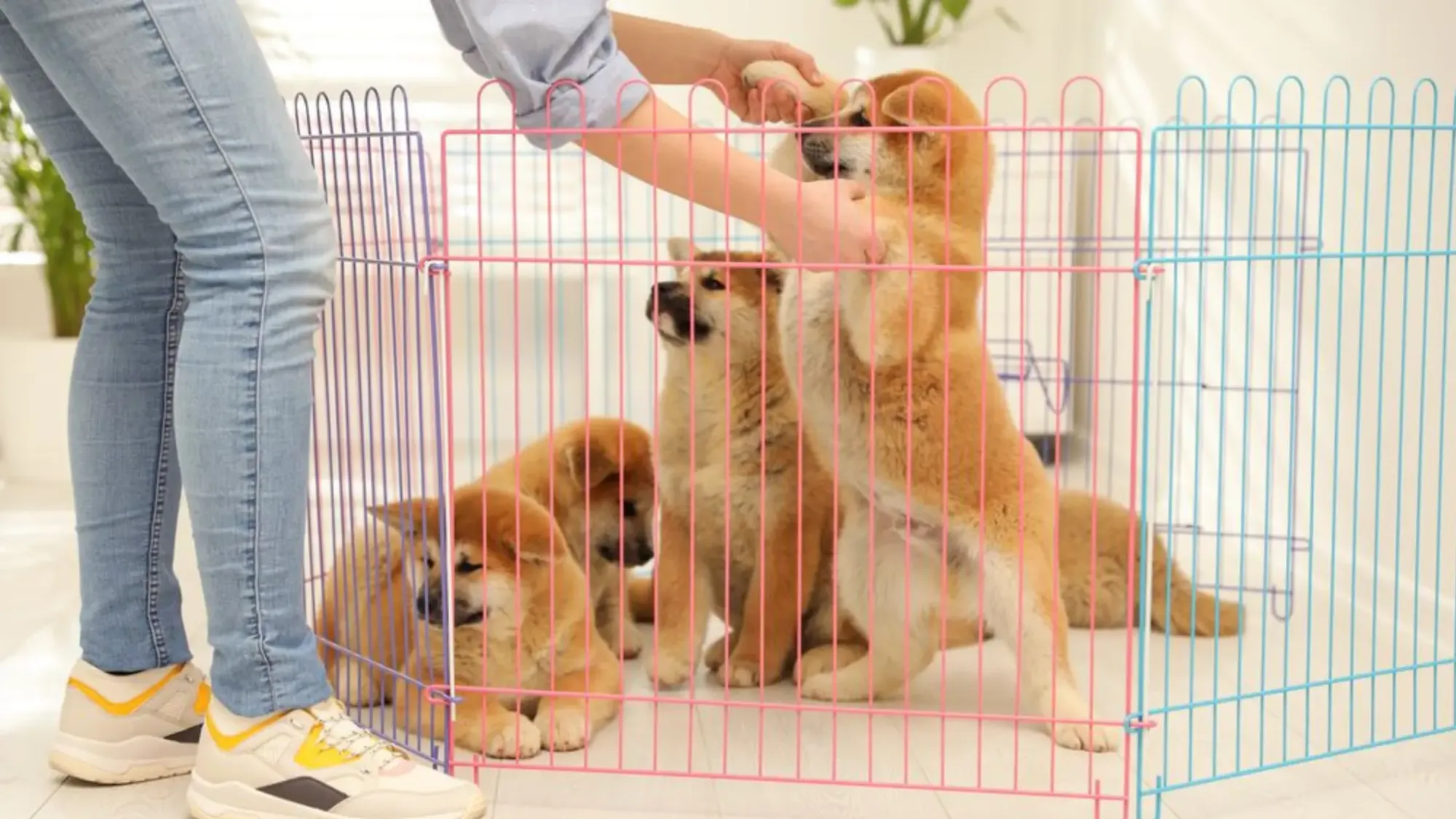 Dog Playpen