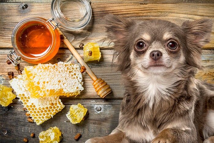 Is Honey Safe for Dogs?