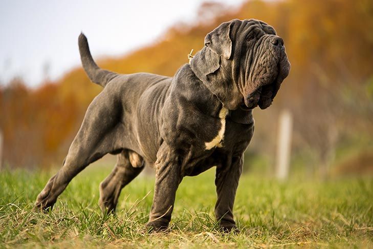 Neapolitan Mastiff Price