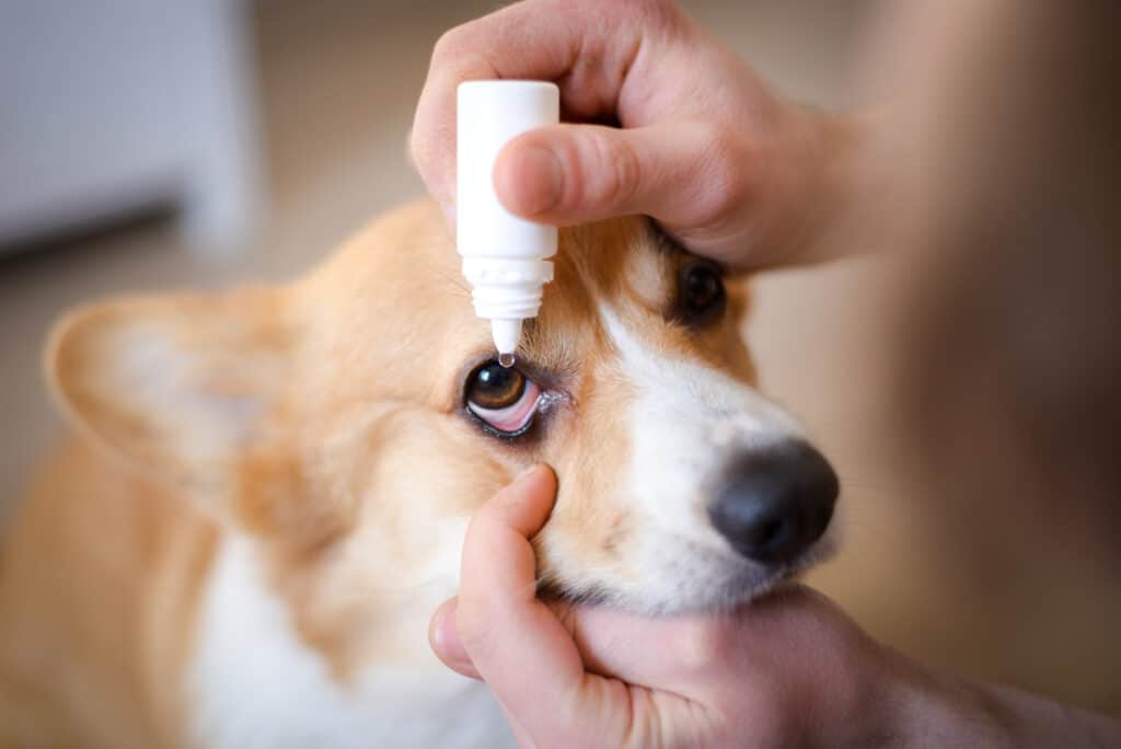 Pink Eye in Dogs