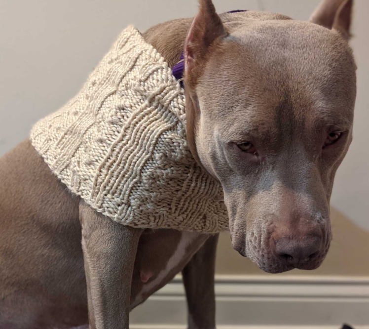 Do Dogs Feel Guilt? Understanding the Guilty Look in Dogs