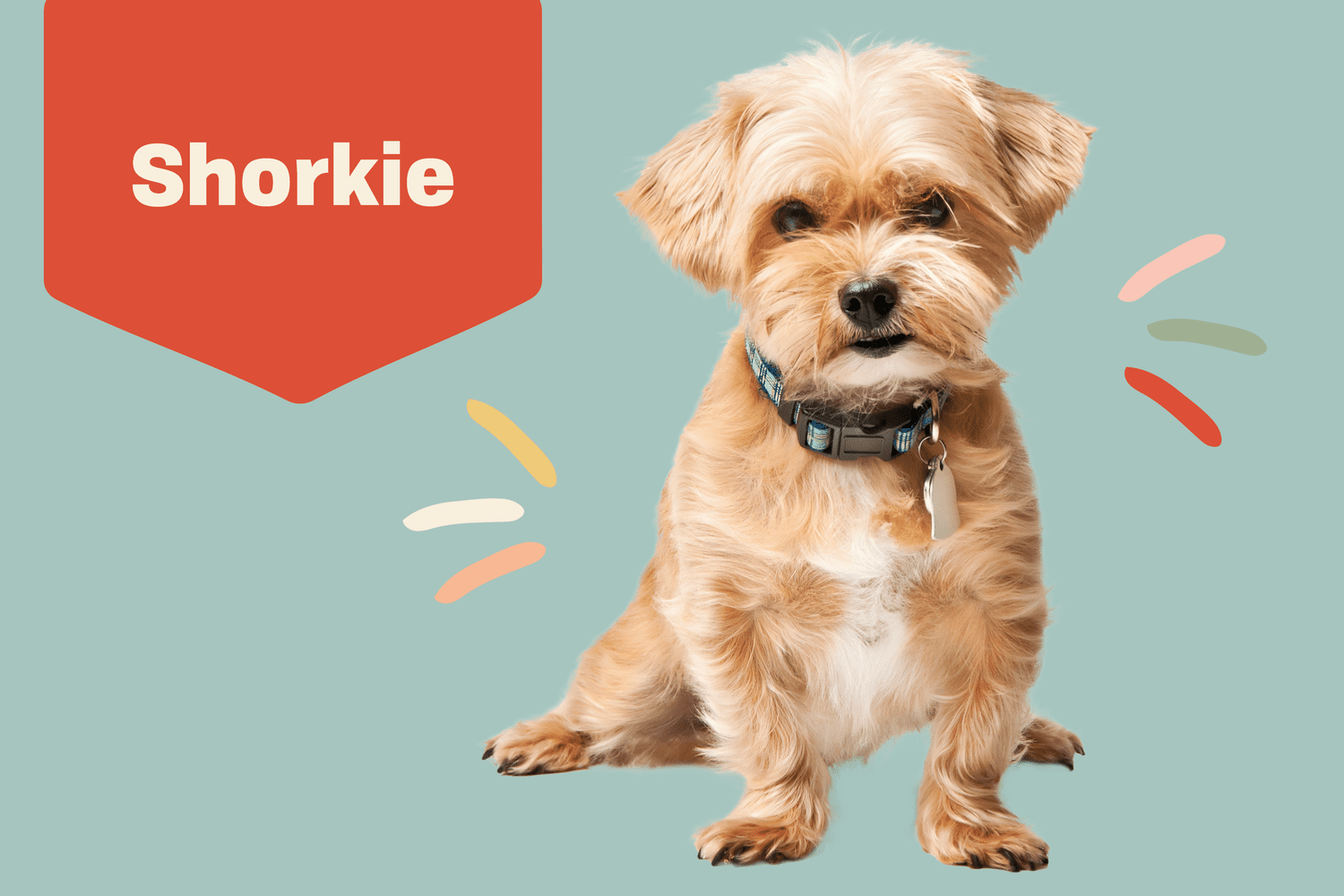 Shorkie