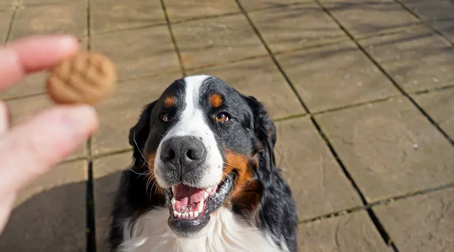 Dog looking at Graham Crackers
