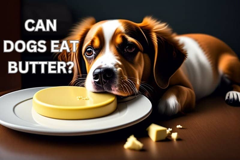 Can Dogs Eat Butter