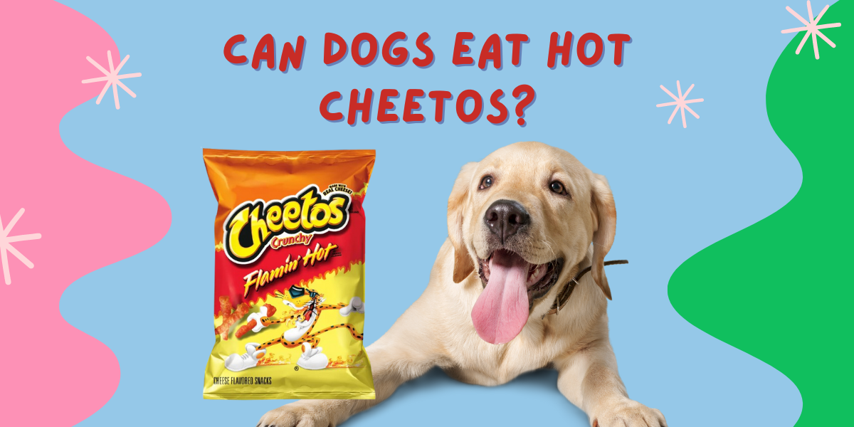 Can Dogs Eat Cheetos?