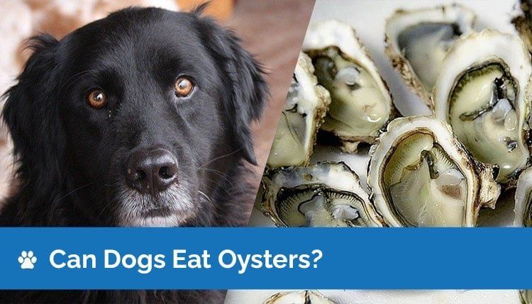 Can Dogs Eat Oysters?