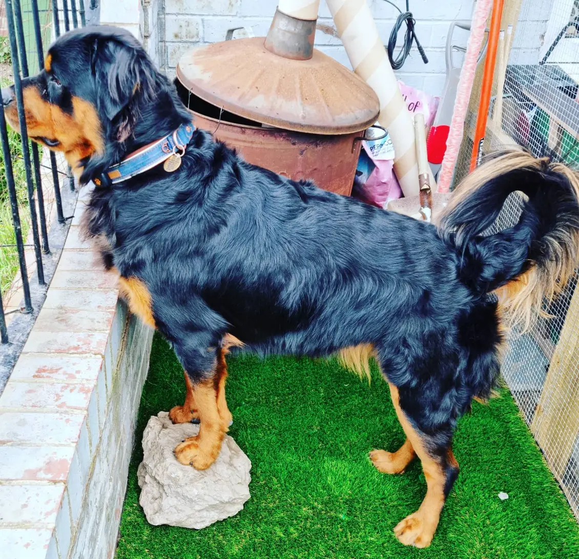 Long-Haired Rottweiler
